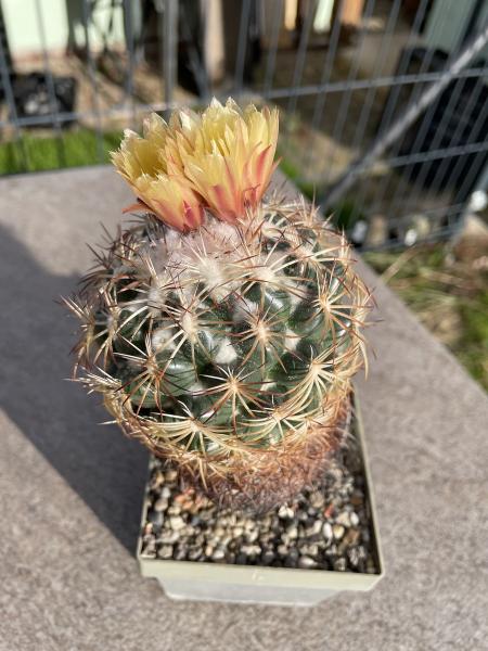 Coryphantha cornifera